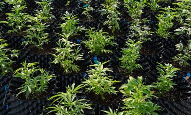 Outdoor marijuana field, hemp or cannabis plant flower leaves farm lab. Organic product in laboratory in technology medical, healthcare, research concept. Natural food. Ganja narcotic weed