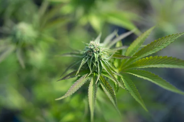 Outdoor Marijuana Field Hemp Cannabis Plant Flower Leaves Farm Lab —  Fotos de Stock