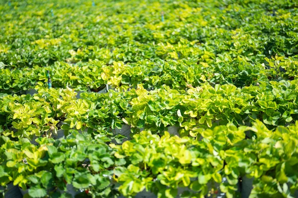 Πράσινο Φρέσκο Τσάι Φράουλα Αγρόκτημα Χωράφια Γεωργικών Φυτών Στην Ασία — Φωτογραφία Αρχείου