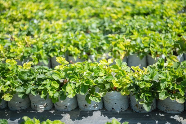 Πράσινο Φρέσκο Τσάι Φράουλα Αγρόκτημα Χωράφια Γεωργικών Φυτών Στην Ασία — Φωτογραφία Αρχείου