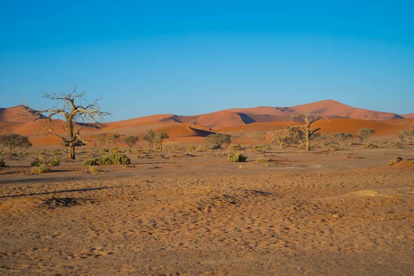 Namib Desert Safari Con Dune Sabbia Namibia Sudafrica Paesaggio Naturale — Foto Stock