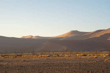 Namib Çölü Safarisi Namibya, Güney Afrika 'da kum tepecikli. Gün batımında doğal manzara. Ünlü turist eğlencesi. Büyük Kanyon 'da kum