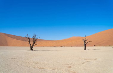 Namib Çölü Safarisi Namibya, Güney Afrika 'da kum tepecikli. Gün batımında doğal manzara. Ünlü turist eğlencesi. Büyük Kanyon 'da kum