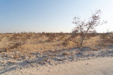 Güney Afrika, Namibya 'da yaz mevsiminde ulusal parktaki orman arazisindeki kuru ağaçlar. Doğal manzara arka planı.