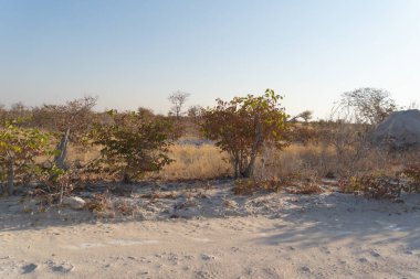Güney Afrika, Namibya 'da yaz mevsiminde ulusal parktaki orman arazisindeki kuru ağaçlar. Doğal manzara arka planı.