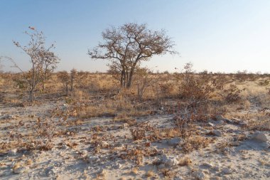 Güney Afrika, Namibya 'da yaz mevsiminde ulusal parktaki orman arazisindeki kuru ağaçlar. Doğal manzara arka planı.