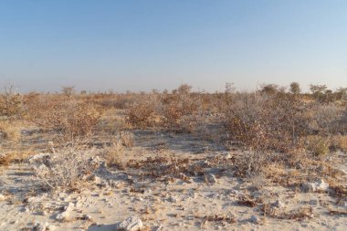 Güney Afrika, Namibya 'da yaz mevsiminde ulusal parktaki orman arazisindeki kuru ağaçlar. Doğal manzara arka planı.