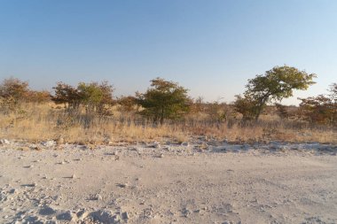 Güney Afrika, Namibya 'da yaz mevsiminde ulusal parktaki orman arazisindeki kuru ağaçlar. Doğal manzara arka planı.