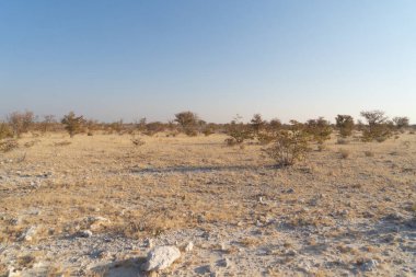 Güney Afrika, Namibya 'da yaz mevsiminde ulusal parktaki orman arazisindeki kuru ağaçlar. Doğal manzara arka planı.