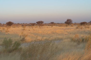 Güney Afrika, Namibya 'da yaz mevsiminde ulusal parktaki orman arazisindeki kuru ağaçlar. Doğal manzara arka planı.