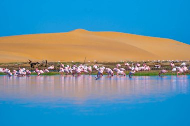 Daha büyük flamingo kuşları. Güney Afrika, Namibya 'daki safari muhafazakar ulusal parkında vahşi yaşam hayvanı. Doğal manzara arka planı.