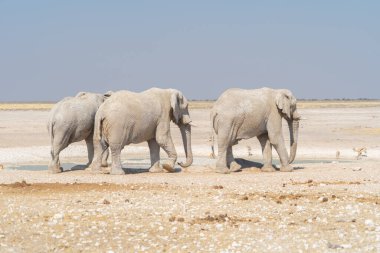 Afrika filleri. Güney Afrika, Namibya 'daki safari muhafazakar ulusal parkında vahşi yaşam hayvanı. Doğal manzara arka planı.