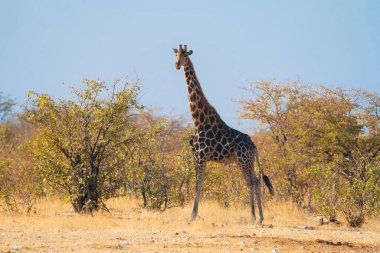 Zürafa. Güney Afrika, Namibya 'daki safari muhafazakar ulusal parkında vahşi yaşam hayvanı. Doğal manzara arka planı.