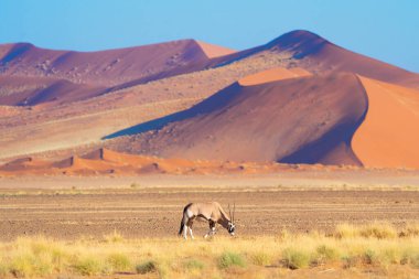Geyik, antilop ya da antilop. Güney Afrika, Namibya 'daki safari muhafazakar ulusal parkında vahşi yaşam hayvanı. Doğal manzara arka planı.