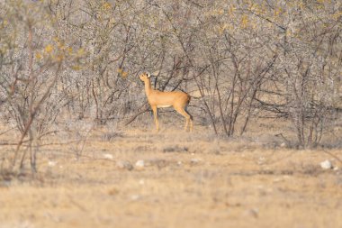 Geyik, antilop ya da antilop. Güney Afrika, Namibya 'daki safari muhafazakar ulusal parkında vahşi yaşam hayvanı. Doğal manzara arka planı.