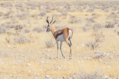 Geyik, antilop ya da antilop. Güney Afrika, Namibya 'daki safari muhafazakar ulusal parkında vahşi yaşam hayvanı. Doğal manzara arka planı.