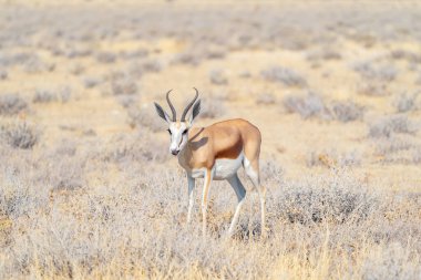 Geyik, antilop ya da antilop. Güney Afrika, Namibya 'daki safari muhafazakar ulusal parkında vahşi yaşam hayvanı. Doğal manzara arka planı.