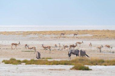 Geyik, antilop ya da antilop. Güney Afrika, Namibya 'daki safari muhafazakar ulusal parkında vahşi yaşam hayvanı. Doğal manzara arka planı.