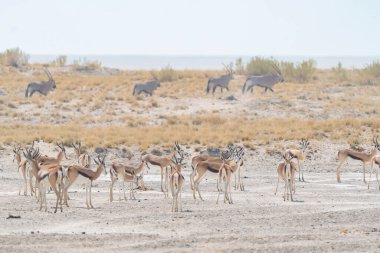 Geyik, antilop ya da antilop. Güney Afrika, Namibya 'daki safari muhafazakar ulusal parkında vahşi yaşam hayvanı. Doğal manzara arka planı.