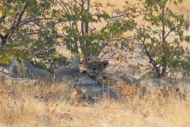 Aslan. Güney Afrika, Namibya 'daki safari muhafazakar ulusal parkında vahşi yaşam hayvanı. Doğal manzara arka planı.