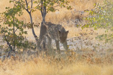 Aslan. Güney Afrika, Namibya 'daki safari muhafazakar ulusal parkında vahşi yaşam hayvanı. Doğal manzara arka planı.