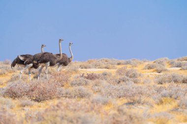 Devekuşu kuşu. Güney Afrika 'daki Namibya' daki safari muhafazakar ulusal parkındaki orman tarlasında vahşi yaşam hayvanı. Doğal manzara arka planı.