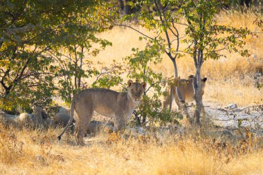 Aslan. Güney Afrika, Namibya 'daki safari muhafazakar ulusal parkında vahşi yaşam hayvanı. Doğal manzara arka planı.