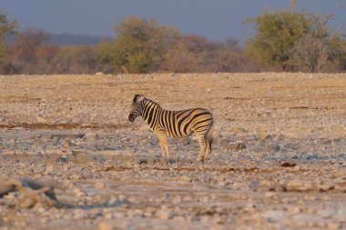 Zebra. Güney Afrika, Namibya 'daki safari muhafazakar ulusal parkında vahşi yaşam hayvanı. Doğal manzara arka planı.