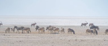 Zebra. Güney Afrika, Namibya 'daki safari muhafazakar ulusal parkında vahşi yaşam hayvanı. Doğal manzara arka planı.