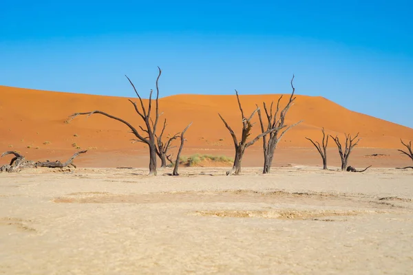 Safari Deserto Namib Com Duna Areia Namíbia África Sul Fundo — Fotografia de Stock