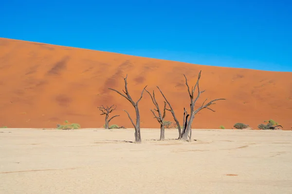 Namib Desert Safari Písečnou Dunou Namibii Jižní Africe Přírodní Krajina — Stock fotografie