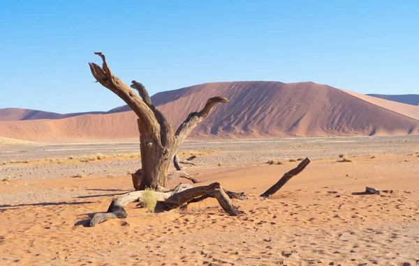 纳米比亚沙漠萨法里带沙丘 日落时的自然景观背景 著名的旅游胜地 大峡谷的沙子 — 图库照片