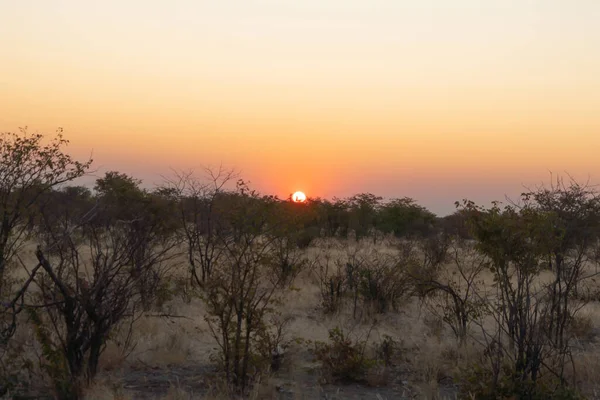 Árboles Secos Campo Forestal Parque Nacional Temporada Verano Namibia Sudáfrica —  Fotos de Stock