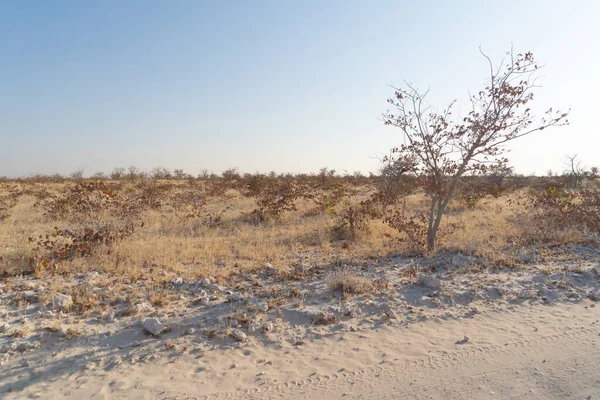 Güney Afrika, Namibya 'da yaz mevsiminde ulusal parktaki orman arazisindeki kuru ağaçlar. Doğal manzara arka planı.