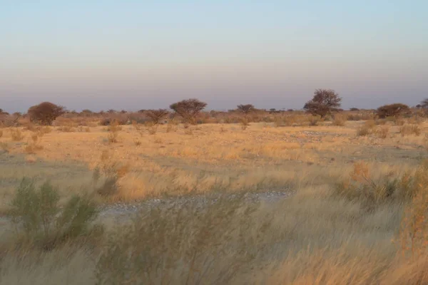 Trockene Bäume Einem Waldgebiet Nationalpark Namibia Südafrika Hintergrund Der Natürlichen — Stockfoto