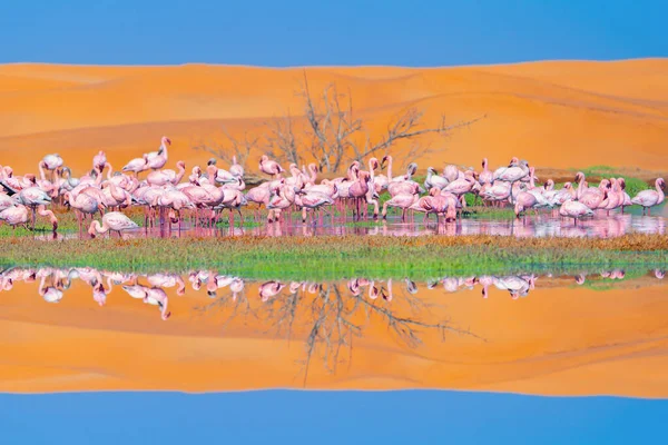 Större Flamingofåglar Viltdjur Skogsmark Den Konservativa Nationalparken Safari Namibia Sydafrika — Stockfoto