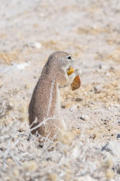 Squirrel Wildlife Animal Forest Field Safari Conservative National Park Namibia — Stock Photo, Image