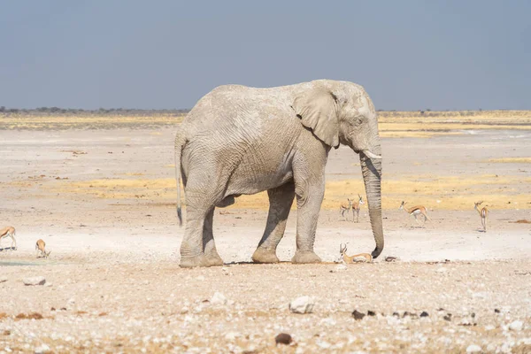 Elefantes Africanos Animais Selvagens Campo Florestal Parque Nacional Conservador Safari — Fotografia de Stock