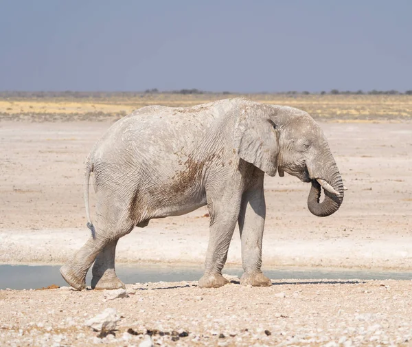 Afrikanska Elefanter Viltdjur Skogsmark Den Konservativa Nationalparken Safari Namibia Sydafrika — Stockfoto
