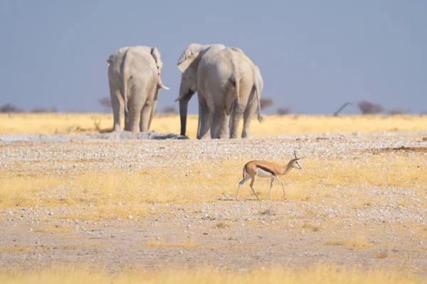 Afrikaanse Olifanten Wilde Dieren Het Bos Veld Safari Conservatieve Nationale — Stockfoto