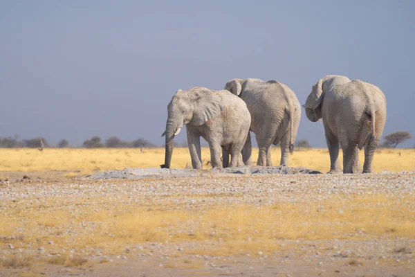 Elefantes Africanos Fauna Silvestre Campo Forestal Parque Nacional Conservador Safari —  Fotos de Stock