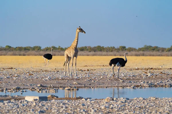 キリン ナミビア 南アフリカのサファリ保守的な国立公園の森林フィールド内の野生動物 自然景観背景 — ストック写真