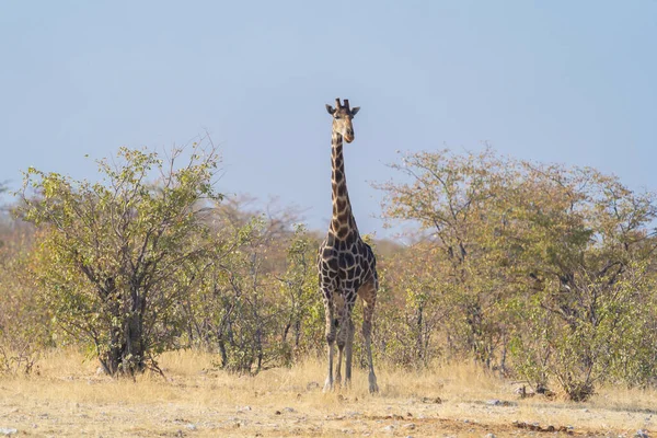 Żyrafa Dzikie Zwierzęta Polach Leśnych Konserwatywnym Parku Narodowym Safari Namibii — Zdjęcie stockowe