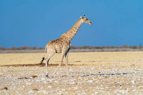 Жираф Животное Лесном Поле Консервативном Национальном Парке Сафари Намибии Южная — стоковое фото