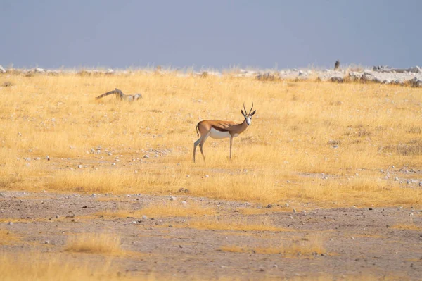 Cerf Antilope Oryx Animaux Sauvages Dans Les Champs Forestiers Dans — Photo