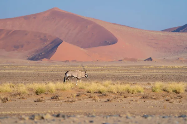 Cervo Antilope Orice Animali Selvatici Nel Campo Forestale Nel Parco — Foto Stock