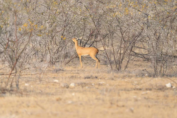 Deer Antelope Oryx Wildlife Animal Forest Field Safari Conservative National — Stock Photo, Image