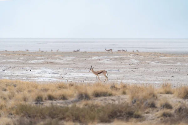Hirsch Antilope Oder Oryx Wildtiere Einem Waldgebiet Safari Nationalpark Namibia — Stockfoto