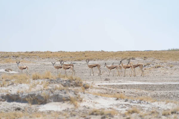 Cerf Antilope Oryx Animaux Sauvages Dans Les Champs Forestiers Dans — Photo