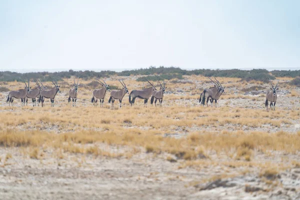 Geyik Antilop Antilop Güney Afrika Namibya Daki Safari Muhafazakar Ulusal — Stok fotoğraf
